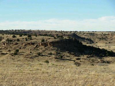 My pictures don't do these justice. Tomorrow is better